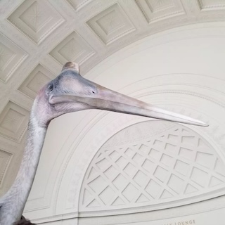 Phtotograph of a sculpture of a pterodactyl at the Field Museum. 